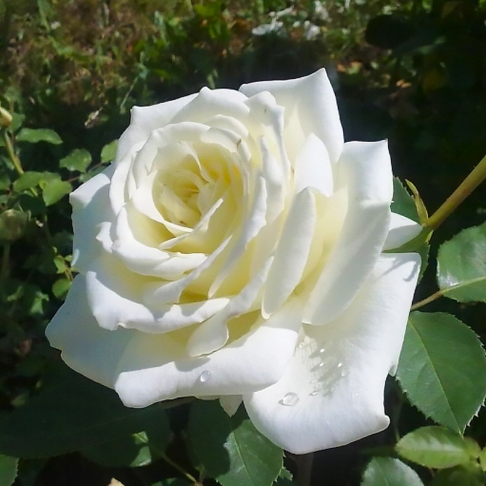 Саджанці чайно-гібридної троянди Поластерн (Rose Polarstern)