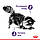 Корм для дорослих стерилізованих котів ROYAL CANIN APPETITE CONTROL CARE 2.0 кг, фото 3
