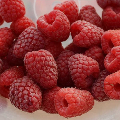 Саджанці малини Мапема - ремонтантна, великоплідна, невибаглива, фото 1