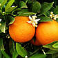 Саджанці апельсина Лайн Латте - ранній, самоплодовий, солодкий, фото 2