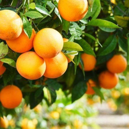 Саджанці апельсина Лайн Латте - ранній, самоплодовий, солодкий