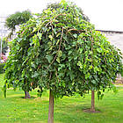 Саджанці Шовковиці плакучої - Morus Pendula, фото 2