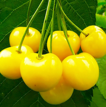 Саджанці Черешні Дрогана жовта - середнього терміну, морозостійка, солодка, фото 1