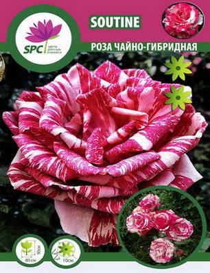 Троянда чайно-гібридна Soutine, фото 2