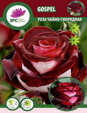 Троянда чайно-гібридна Gospel, фото 1