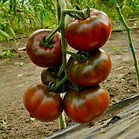 Індетермінантний Томат особливий