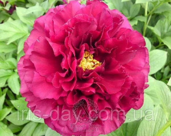 Півонія Old Faithful (Glasscock-Falk 1964) (сажці), фото 1