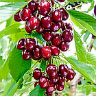 Саджанці Вишні колоновидної Ашинський Гібрид  - раннього терміну, морозостійка, крупноплідна, фото 2