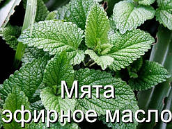 М'ята-ефірна олія (натуральна) (Індія) — 10 мл