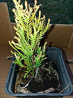 Туя західна Бурштин Р9