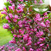 Weigela florida 'Victoria', Вейгела квітуча 'Вікторія',C2 - горщик 2л