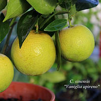 Лимон «Ванільний» (Citrus limon Vainiglia) 25-30 см. Кімнатний