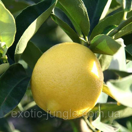 Лимон «Ванильный» (Citrus limon Vainiglia) 25-30 см. Комнатный - фото 2 - id-p1430880433