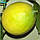 Лимон «Ванільний» (Citrus limon Vainiglia) 25-30 див. Кімнатний, фото 3