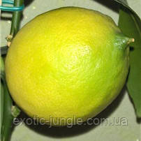 Лимон «Ванильный» (Citrus limon Vainiglia) 25-30 см. Комнатный - фото 3 - id-p1430880433