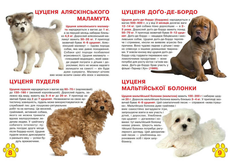 Енциклопедія для допитливих "Світ навколо нас. Велика книжка. Цуценята" | Кристал Бук, фото 4