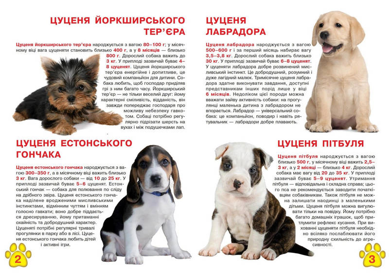 Енциклопедія для допитливих "Світ навколо нас. Велика книжка. Цуценята" | Кристал Бук, фото 3