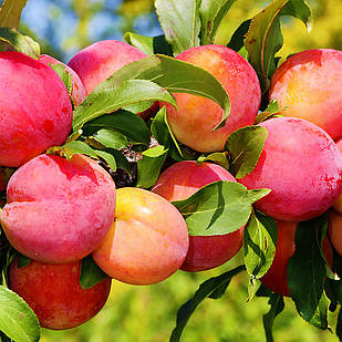 Саджанці Сливи Персикова - середнього терміну, велика, солодка.