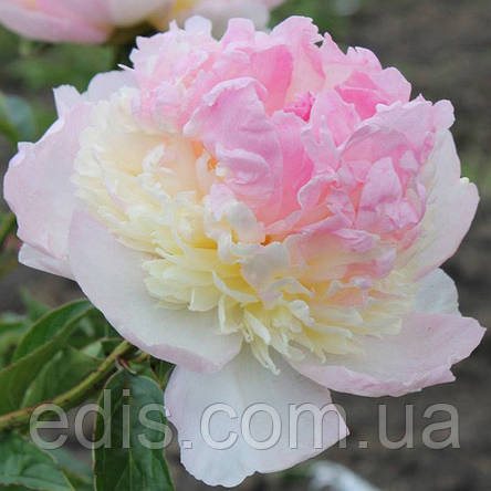 Півонія Raspberry Sundae (Респбері Сандей) кореневище, фото 1