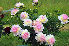 Півонія Raspberry Sundae (Респбері Сандей) кореневище, фото 3