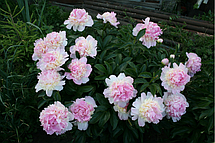 Півонія Raspberry Sundae (Респбері Сандей) кореневище, фото 4