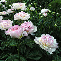 Півонія Raspberry Sundae (Респбері Сандей) кореневище, фото 5