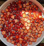 Сушарка електрична для фруктів і овочів "Вітерець - 2", фото 3