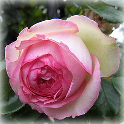 Троянда плетиста П'єр де Ронсар / Еден Роуз (Pierre De Ronsard / Eden Rose)