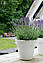 Соренто Вазон бетонний вуличний, горщик для саду, дому і тераси, фото 4