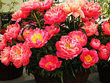 Пион Coral Sunset , фото 2