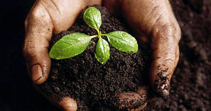 Грунти, субстрати, дренажі і розпушувачі.