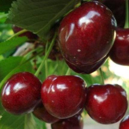 Саджанці черешні "Техлован" (пізньоспілий сорт), фото 1