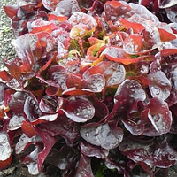 Насіння салату дуболистного Руксай (Rouxai) червоний, 1000 сем., дражже, Rijk Zwaan