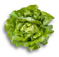 Насіння салату головчастого Джиска (Jiska), зелений, 1000сем. (тип Маслянистий), дражже, Rijk Zwaan