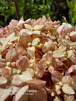 Гортензія деревовидна "Зефир". Hydrangea arborescens "CANDYBELLE® MARSHMALLOW".