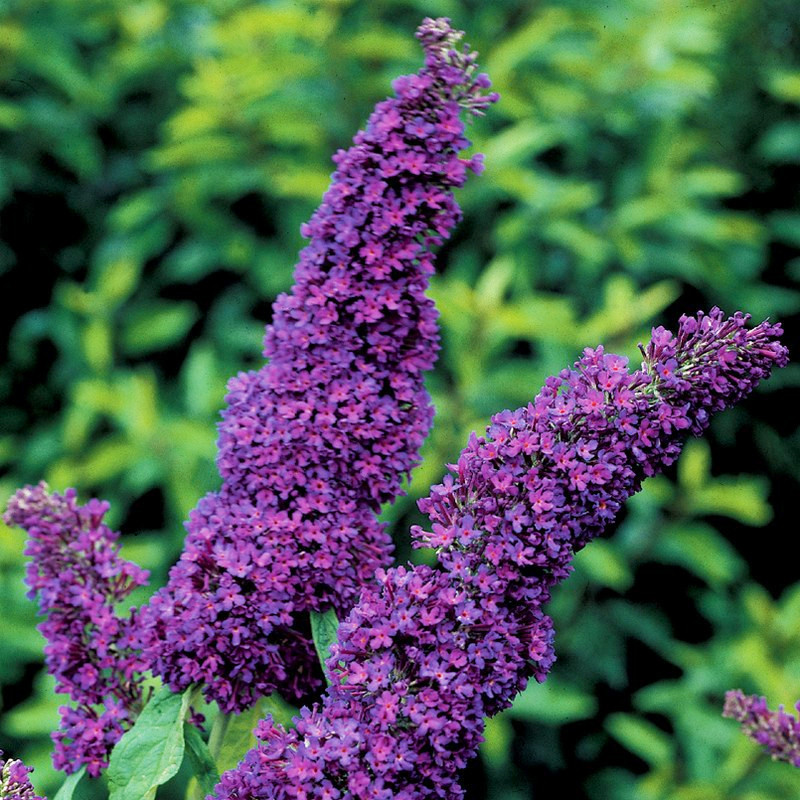 Саджанці Буддлеї Давида Нано Блю (Buddleja davidii Nanho Blue) Р9