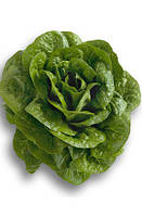 Насіння салату ромен Клаудиус (Клавдій), 1000 сем., дражже, Rijk Zwaan