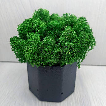 Кашпо зі стабілізованим мохом M@M Еко Декор Сірий. (005mm g)