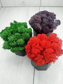 Кашпо зі стабілізованим мохом 3 шт. M@M Еко Декор Сірий. (032mm zfk)