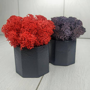 Кашпо зі стабілізованим мохом 2 шт. M@M Еко Декор Сірий. (022mm fk)