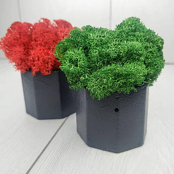 Кашпо зі стабілізованим мохом 2 шт. M@M Еко Декор Сірий. (022mm zk)