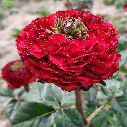 Ася ренжіді Ася ренжіді