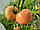 Семена розовый томат БАЛРОЗА F1 (BALROZA F1) Супер ранний, фото 4
