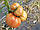 Семена розовый томат БАЛРОЗА F1 (BALROZA F1) Супер ранний, фото 2