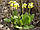 Трава Першоцвіту лікарського (Primula Officinalis), 50 грамів., фото 4
