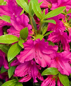Азалія японська " Блю Дануб" ( саджанці 2 роки) Azalea japonica Blue Danube