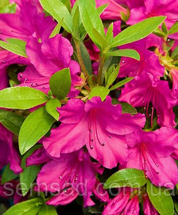 Азалія японська " Блю Дануб" ( саджанці 2 роки) Azalea japonica Blue Danube, фото 1
