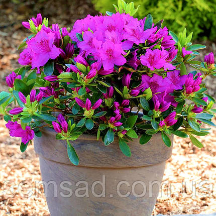 Азалія японська " Блю Дануб" ( саджанці 2 роки) Azalea japonica Blue Danube, фото 3