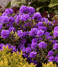 Рододендрон щільний Ромапо (саджанці 3 роки )