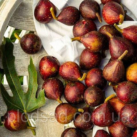 Інжир Little Miss Figgy (дворічний)